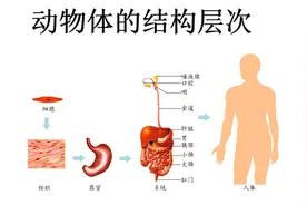 人教版 七年级生物 第二单元  第二章  第二节  动物体的结构层次视频封面