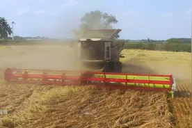 大面积倒伏也不算事，克拉斯8800半履带联合收割机收割大麦视频封面