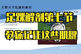 足踝关节解剖第七节——那么多肌腱怎么记？我教你！