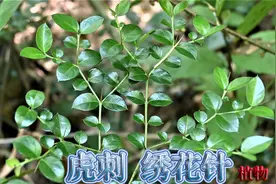 户外原始森林寻“虎刺”，农村俗称“绣花针”，意外发现一大片视频封面