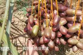 广西椰枣，从丑小鸭变成白天鹅，终于长成了我想象中的样子视频封面