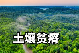 为什么热带雨林的土壤非常贫瘠？