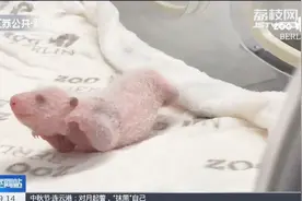 成都旅德大熊猫“梦梦”的双胞胎幼崽健康成长，样子萌翻众人！视频封面