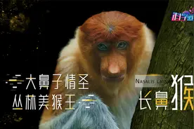 马来西亚的美猴王，鼻子越大越好找对象，独特审美还是进化选择？视频封面