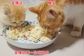 新来小奶猫第一次吃肉，特别文明懂事，真是一只适合陪着吃席的猫