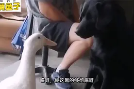 搞笑配音：刚才你还踢我，这回来呀，你刚才那劲儿呢？视频封面