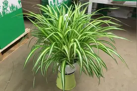 为什么家里不让养吊兰？我也今天刚明白，告诉身边人视频封面