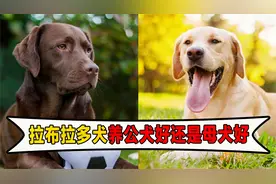 拉布拉多犬，养母犬VS养公犬，哪个更好？