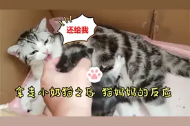 拿走孩子之后 猫妈妈的反应
