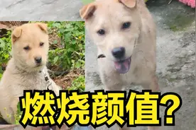 小土狗长大了，对比前后，中国土狗真的燃烧了颜值长大吗视频封面