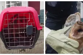 长沙小伙自家菜园发现猴面鹰，“捡”到国家二级保护动物视频封面