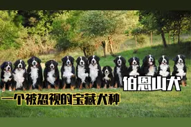 一个被忽视的宝藏犬种伯恩山犬视频封面