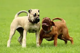 凶恶狗叫声 A ferocious dog barking视频封面