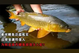 黄河鲤鱼泛滥成灾，沿岸坐满钓鱼人，为何在南方鲤鱼却很少人吃？视频封面