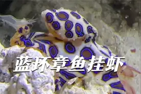 蓝环章鱼身上挂虾，有时候挂俩有时候挂仨……视频封面