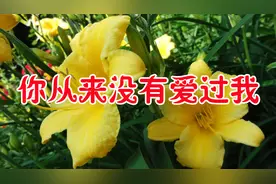 新歌！《你从来没有爱过我》我还是那么执着，可不可以再重新来过视频封面