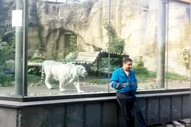 亲身演示，千万不要背对猫科动物，不然有你后悔的视频封面