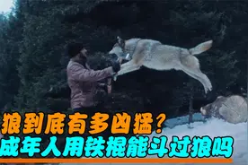 狼到底有多凶猛？一个手持铁棍的成年男子，能斗得过一头狼吗？视频封面