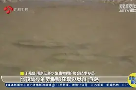 罕见！南京长江边有“红眼鱼”出没，研究人员发布提醒视频封面