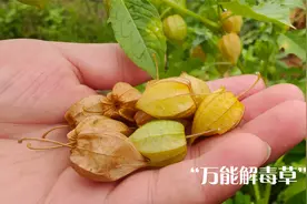 田间会结灯笼的“万能解毒草”，果实太好吃了，对人的好处真不少视频封面