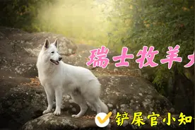 白色瑞士牧羊犬和德牧到底是什么关系？他有什么特殊能力？