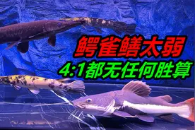 鳄雀鳝看似凶猛，可遇到招财猫鱼就怂了，只有被欺负的份视频封面