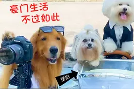金毛一家豪车摆拍，瞬间化身社交名媛，豪门生活不过如此！