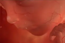 【3D系列】怀孕期间宝宝发育全过程~生命伟大！