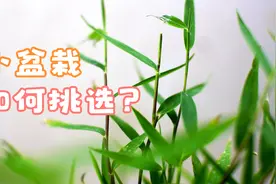 盆栽新品盈玉竹，四季常绿活力满满，生命力顽强送长辈表达祝福。视频封面