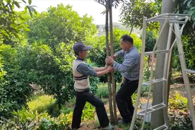 桂花树有点弯客户看不上？老杨示范弯树修复方法，下半年还是精品视频封面
