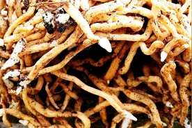 如何让兰花快速生根？这3点是不能忽视的，看看这棵蕙兰吧视频封面