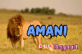 Beyond经典歌曲《AMANI》，家驹看到战争灾难后为呼唤和平而创作视频封面