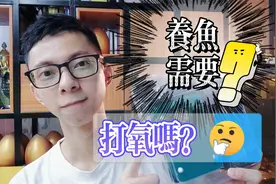 养观赏鱼是不需要打氧的，给鱼缸打氧是为了它们，保持水质不浑浊视频封面