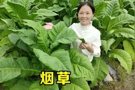 很多人抽过香烟，却不知道烟叶长啥样，种植烟草真是暴利行业吗？