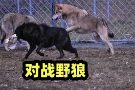 大白熊犬对战11头野狼犬，其中八只被放倒，结局令人心疼视频封面