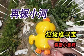 再探鲫鱼泛滥的小河，在小河旁的垃圾堆寻宝，竟然捡到崭新小黄鸭视频封面