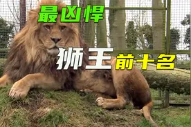十大战力最强狮王，其中一头杀死14头老虎