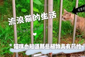 流浪猫竟然天生知道哪种植物具有药性，生病了会自己找药吃？