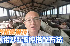 不能被小瞧的恩诺沙星，5种搭配经典组方，解决养猪大问题视频封面