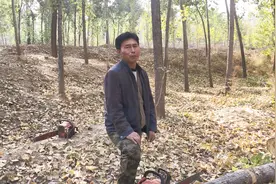河北杨树又涨价了，一棵大杨树能值多少钱，听听买树大叔咋说视频封面