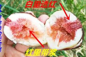 如何判别无花果是否熟透？掌握这2点，再也不愁买不到好果子了！