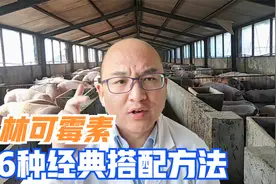 便宜好用的“林可霉素”，5种经典搭配组合，解决养猪大问题