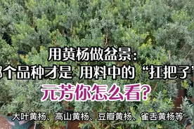 用黄杨做盆景：哪个品种才是用料中的“扛把子”元芳你怎么看？视频封面