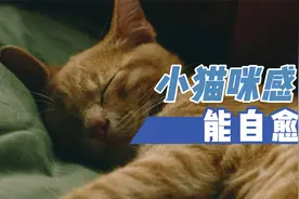 小猫咪感冒能自愈吗视频封面
