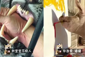 我这是被老虎咬了手？！视频封面