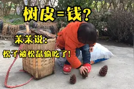 8块钱一斤的树皮，燕子弄了好几十斤，松塔里为什么没松子？视频封面