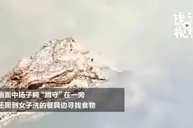 安徽一女子河边洗碗遇见扬子鳄 淡定拍视频：这是老朋友 不伤人视频封面
