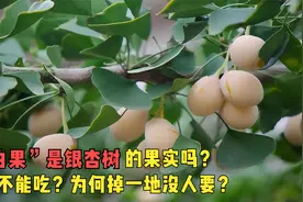 “白果”是银杏树的果实吗？它究竟能不能吃？为何掉一地没人要？视频封面