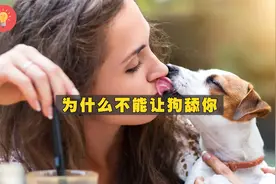 为什么不能让狗狗舔你？这可能存在致命危险