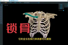 人体解剖学--锁骨